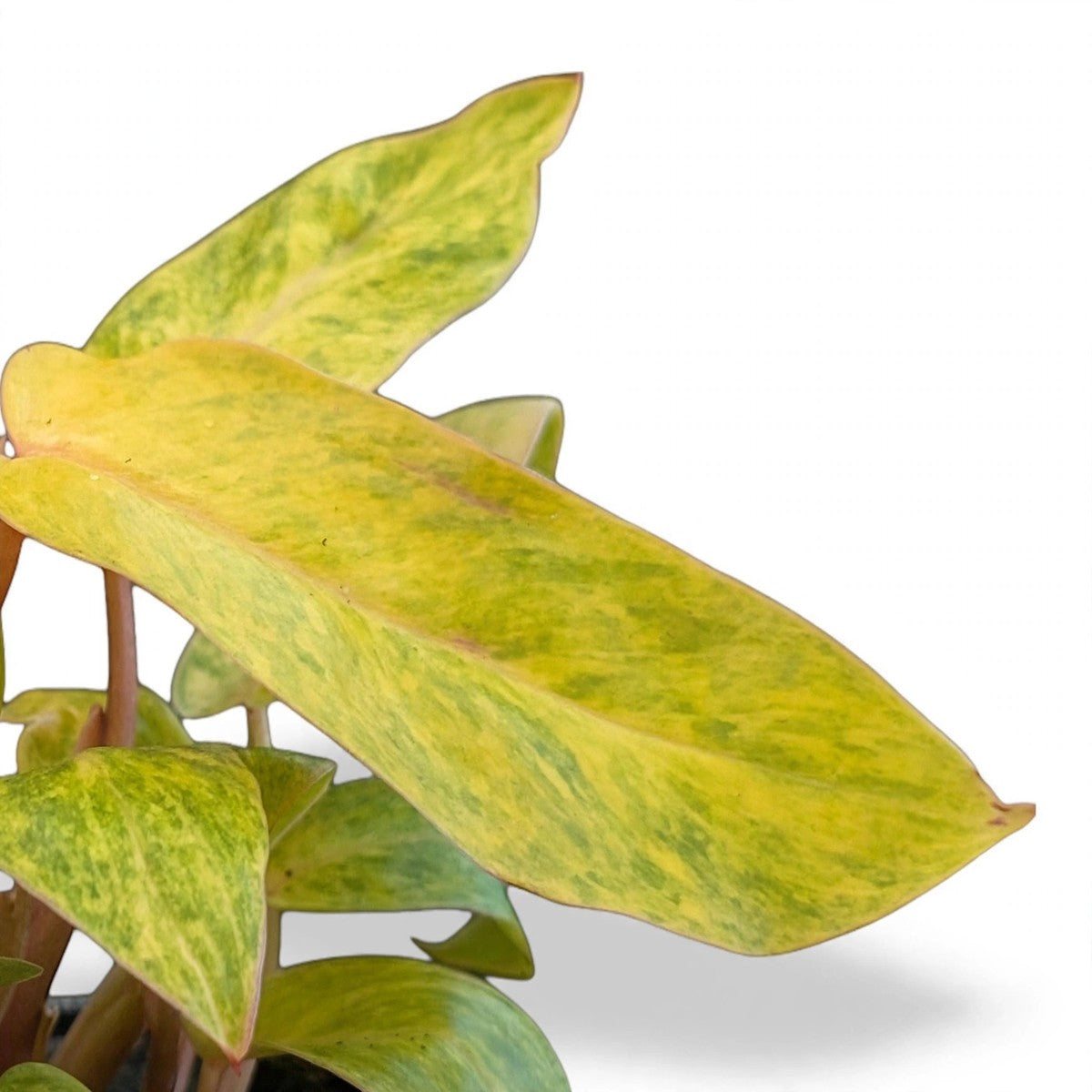 Close-up of Painted Lady Philodendron foliage