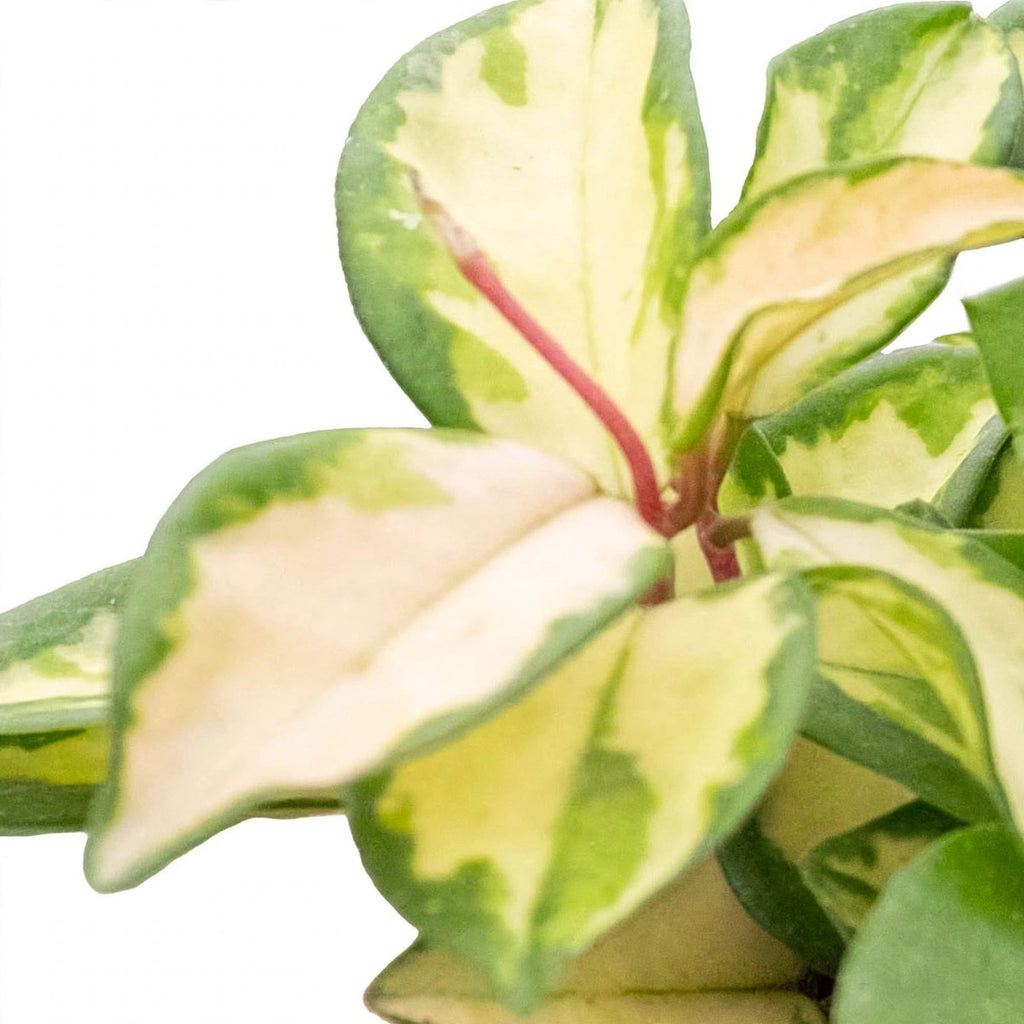 Close-up of Krimson Princess Hoya foliage