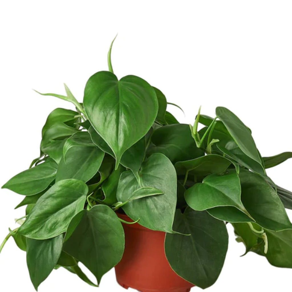 Close-up of Heartleaf Philodendron foliage