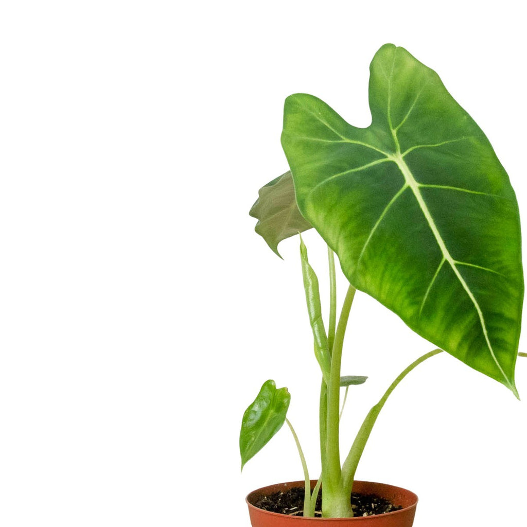 Close-up of Alocasia Frydek foliage