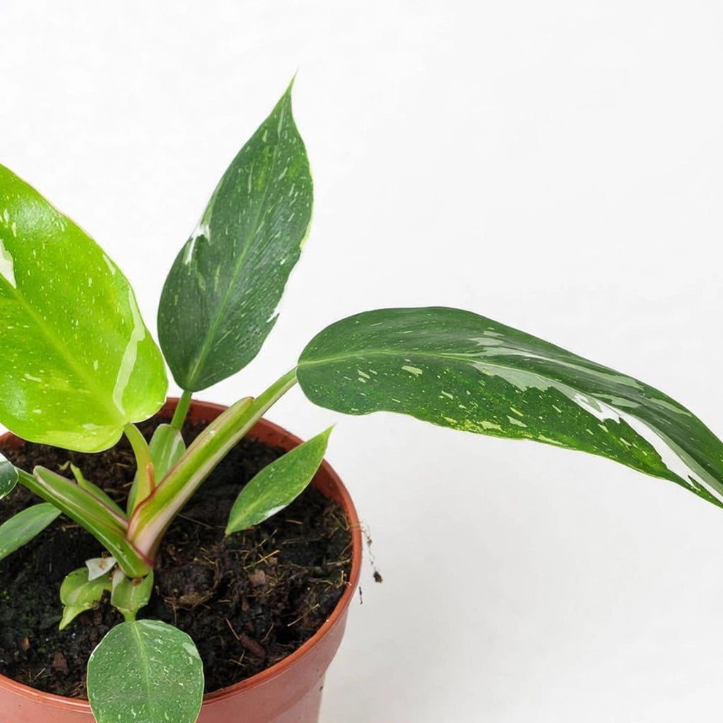 Close-up of White Princess Philodendron foliage