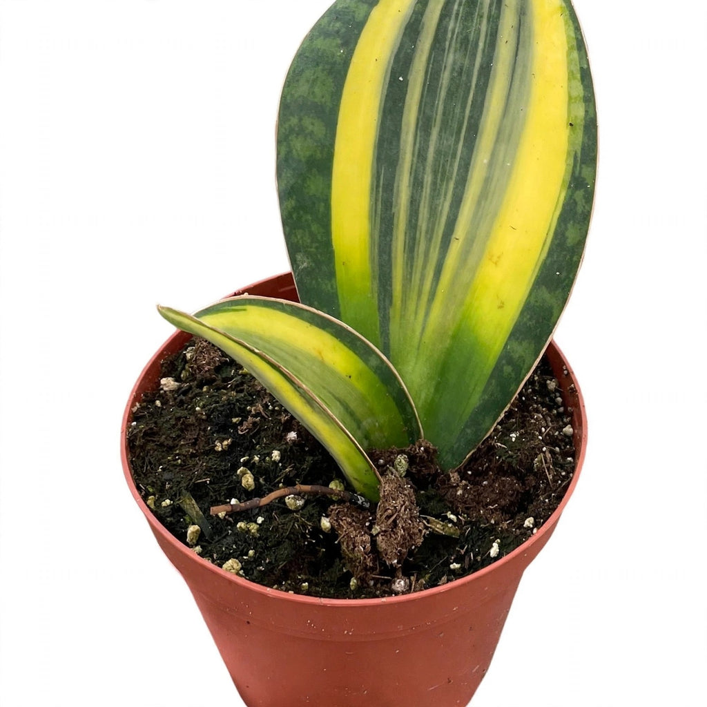 Variegated Shark Fin Snake Plant foliage and pot detail