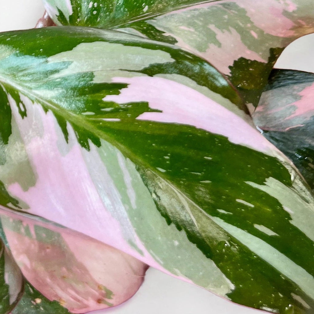 Pink Princess Philodendron plant detail