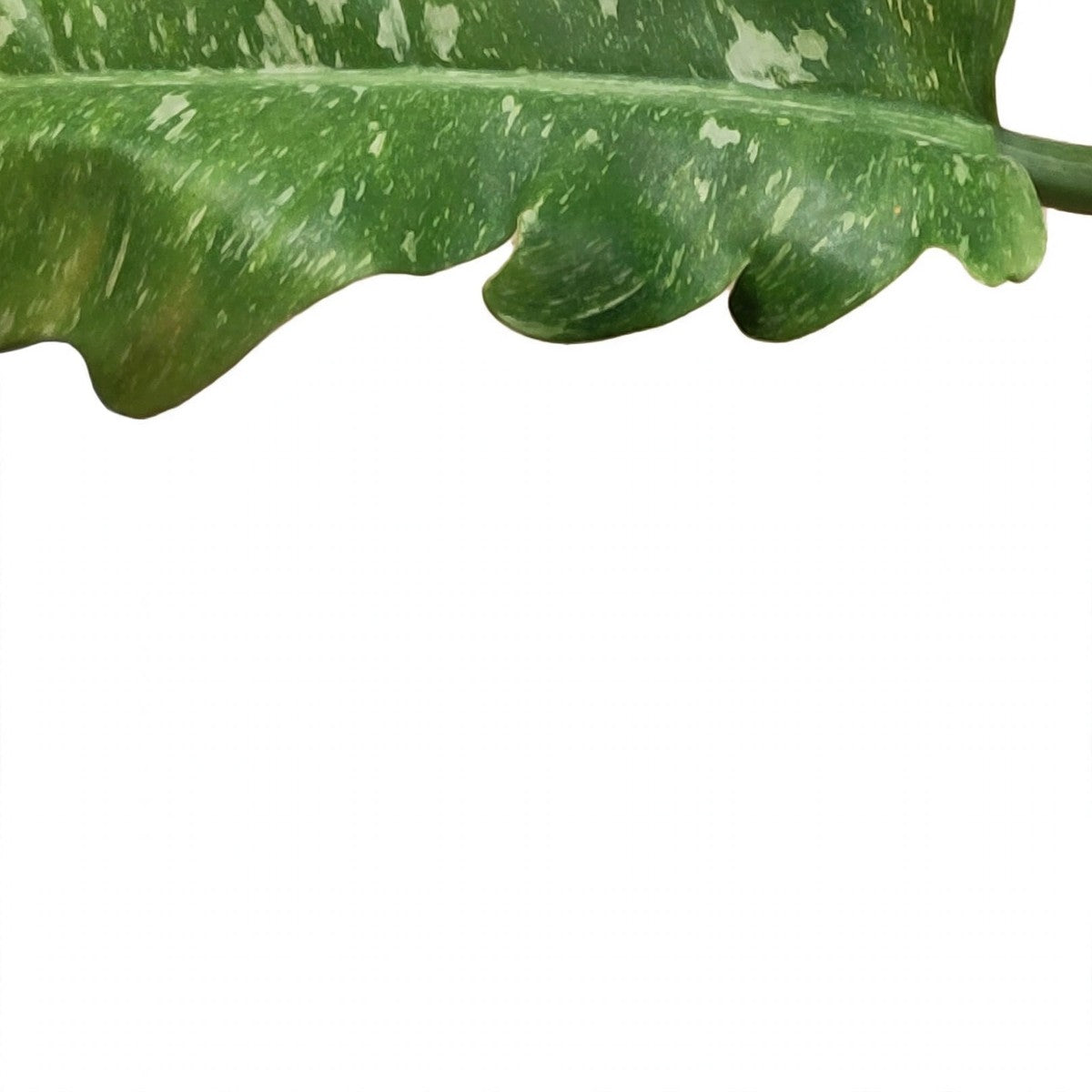Ring of Fire Philodendron plant detail
