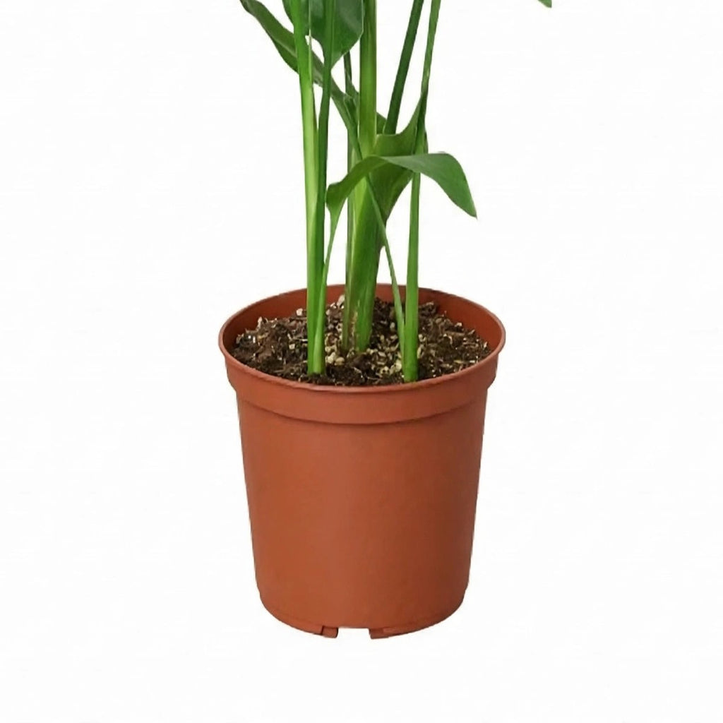 Bird of Paradise plant detail
