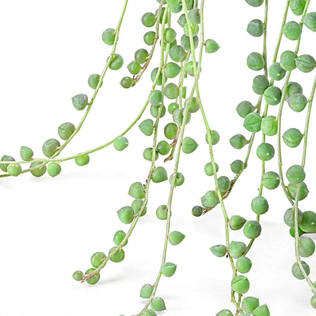 String of Pearls plant detail