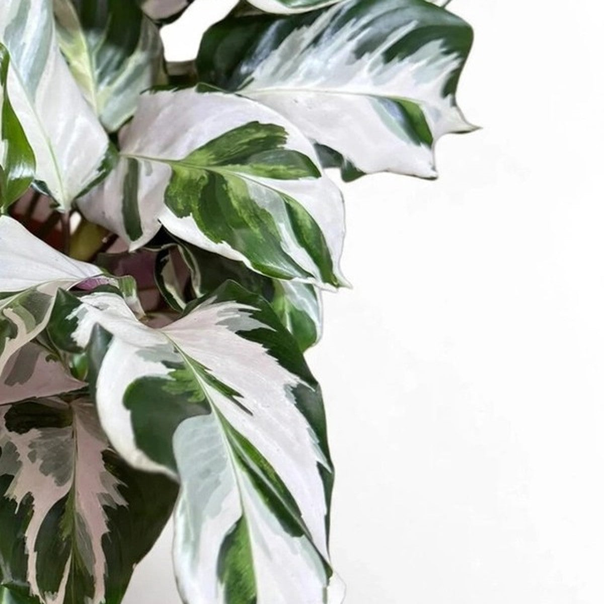 White Fusion Calathea plant detail