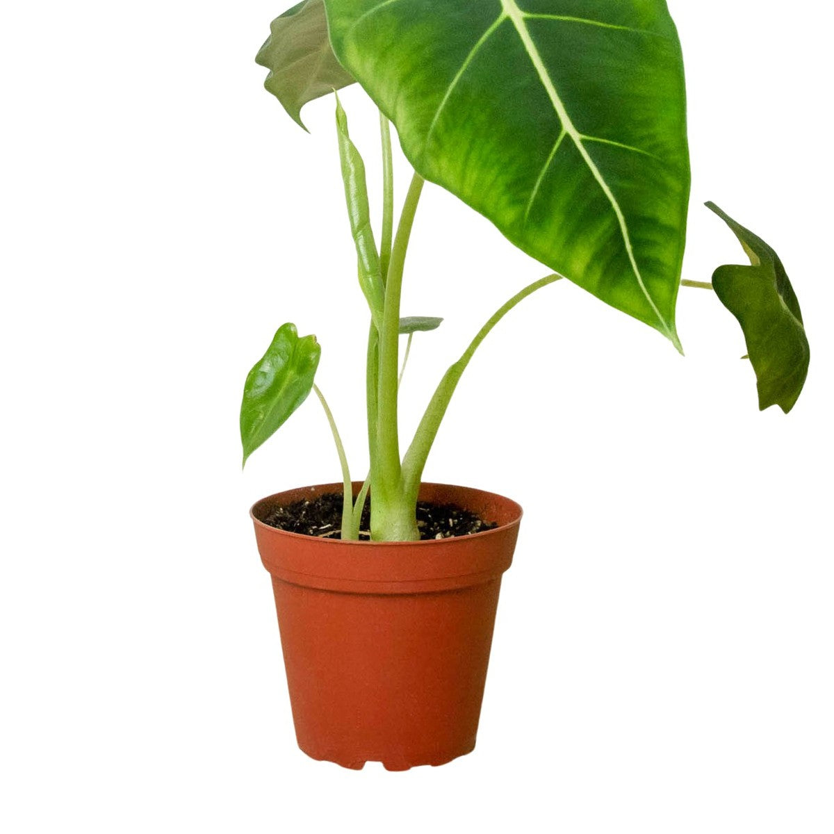 Alocasia Frydek plant detail