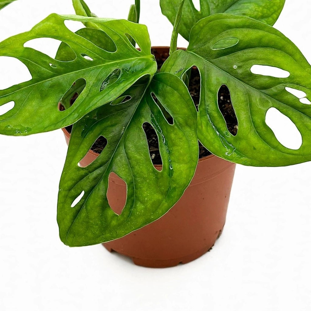 Swiss Cheese Monstera plant detail