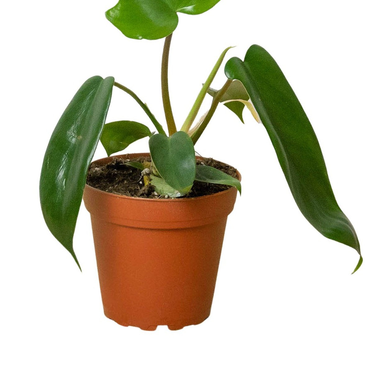 Florida Green Philodendron plant detail