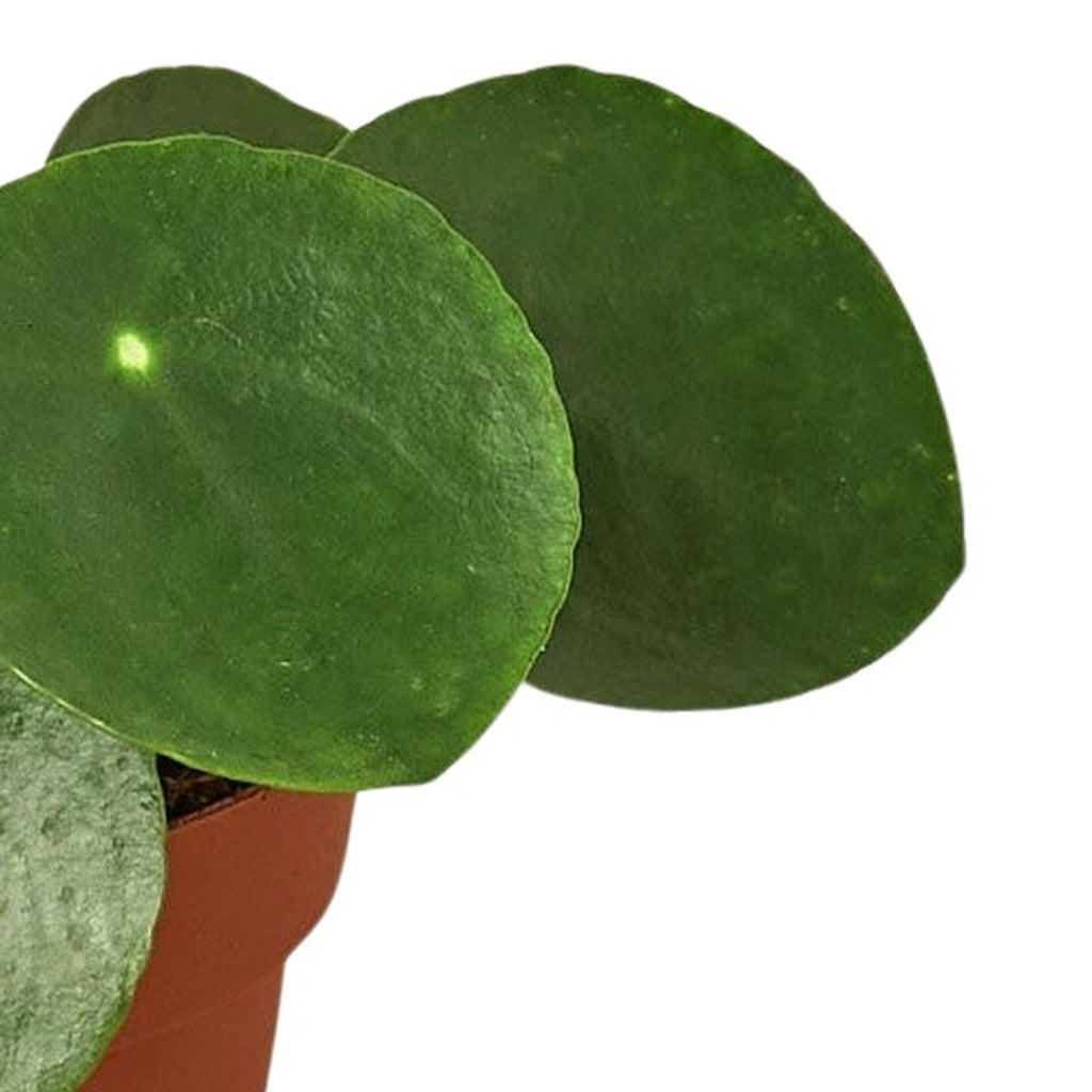 Chinese Money Plant plant detail