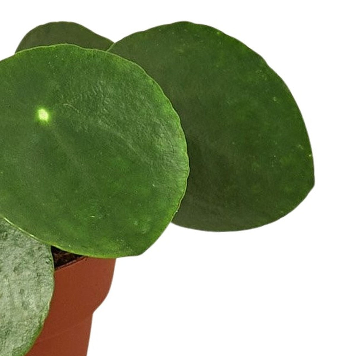 Chinese Money Plant plant detail