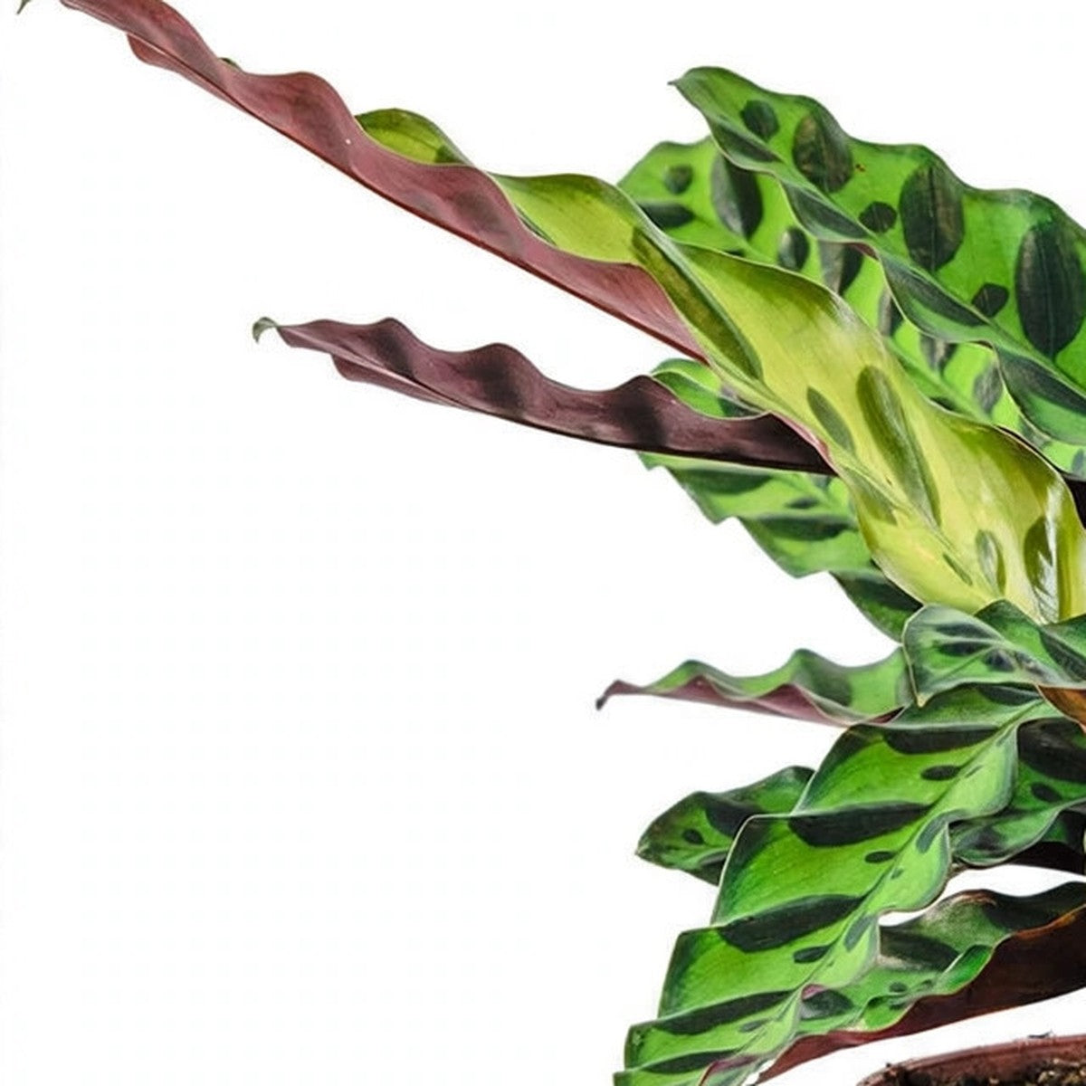 Rattlesnake Calathea plant detail