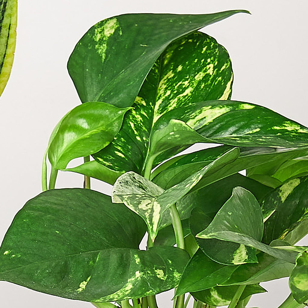 Easy Care Bundle plant detail