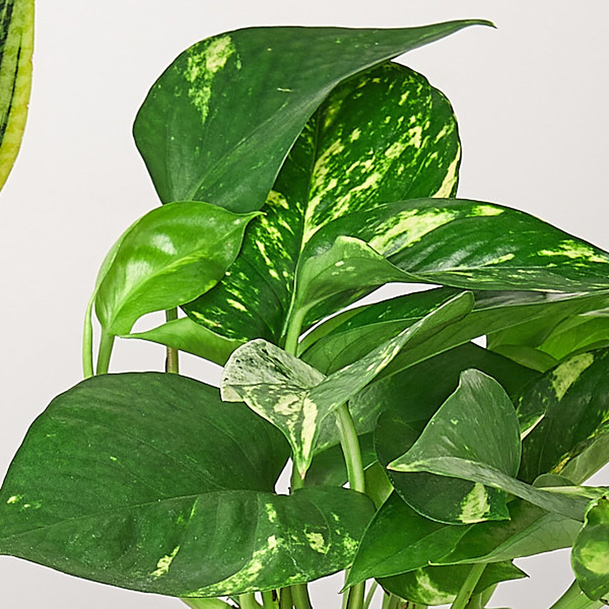 Easy Care Bundle plant detail