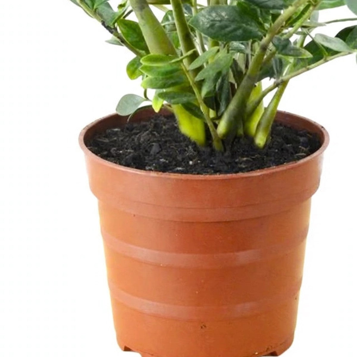 ZZ Plant plant detail