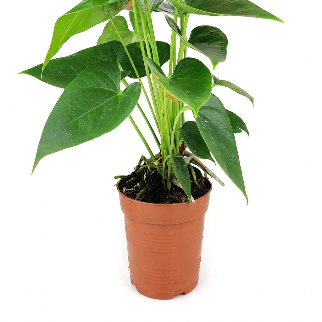 Pink Anthurium plant detail