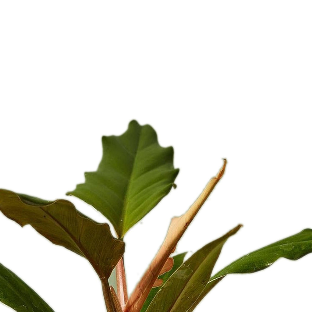 Choco Empress Philodendron plant detail