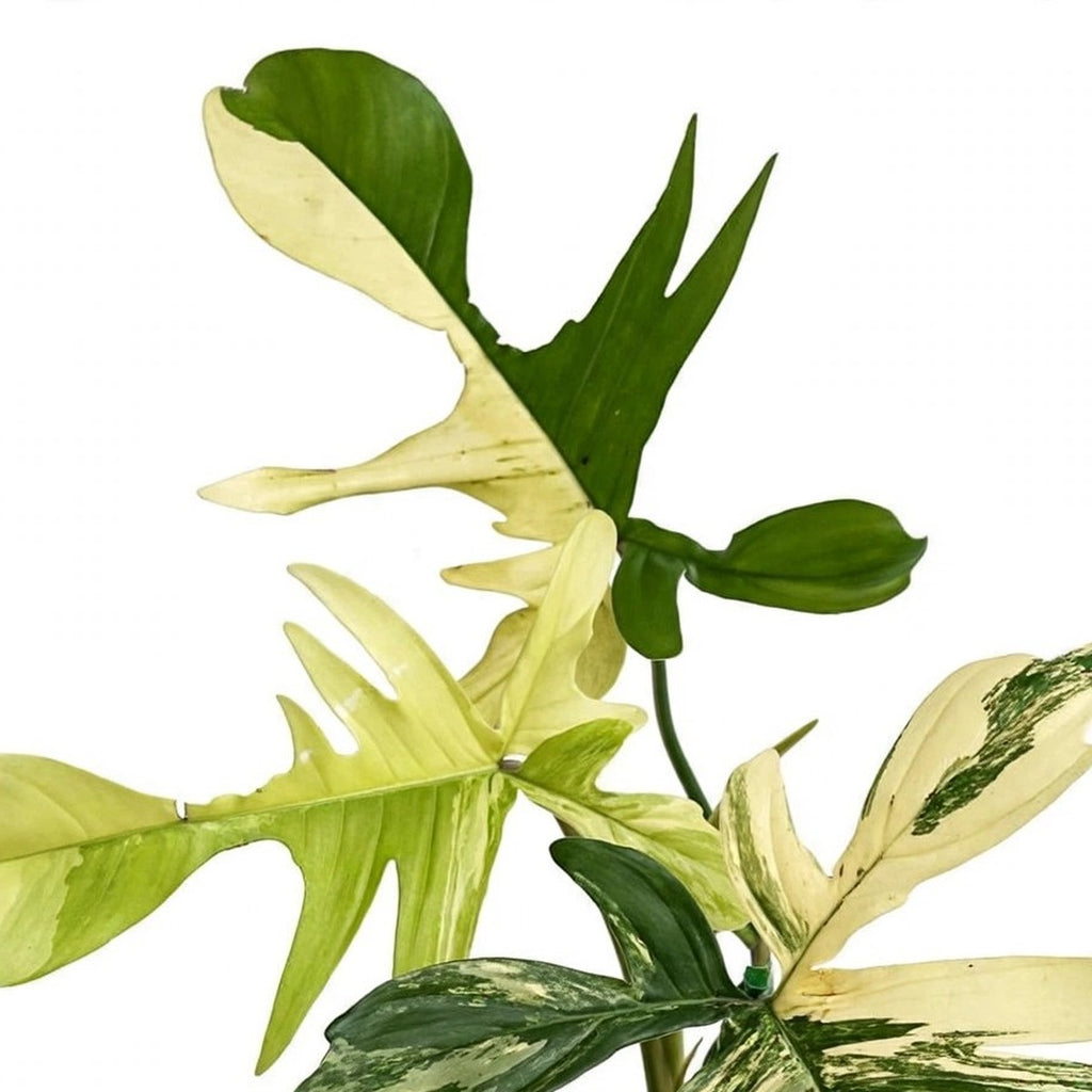 Florida Beauty Philodendron plant detail
