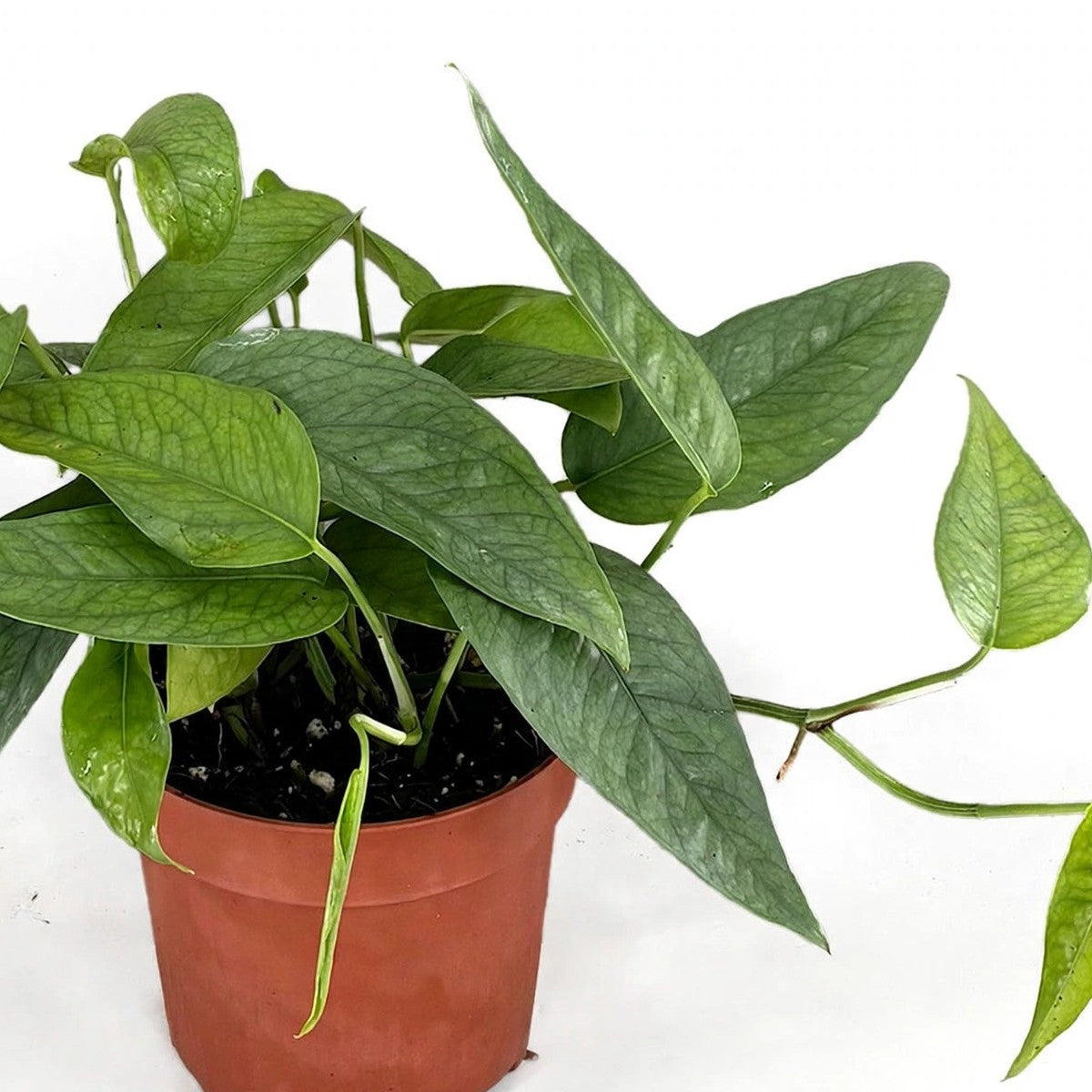 Cebu Blue Pothos plant detail