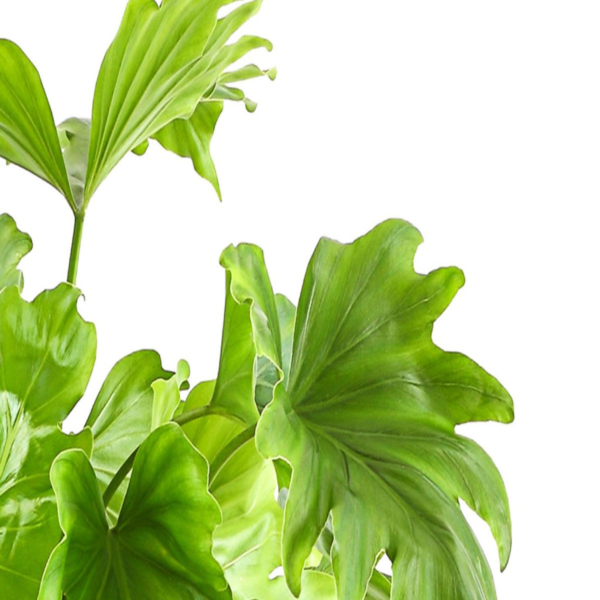 Little Hope Philodendron plant detail