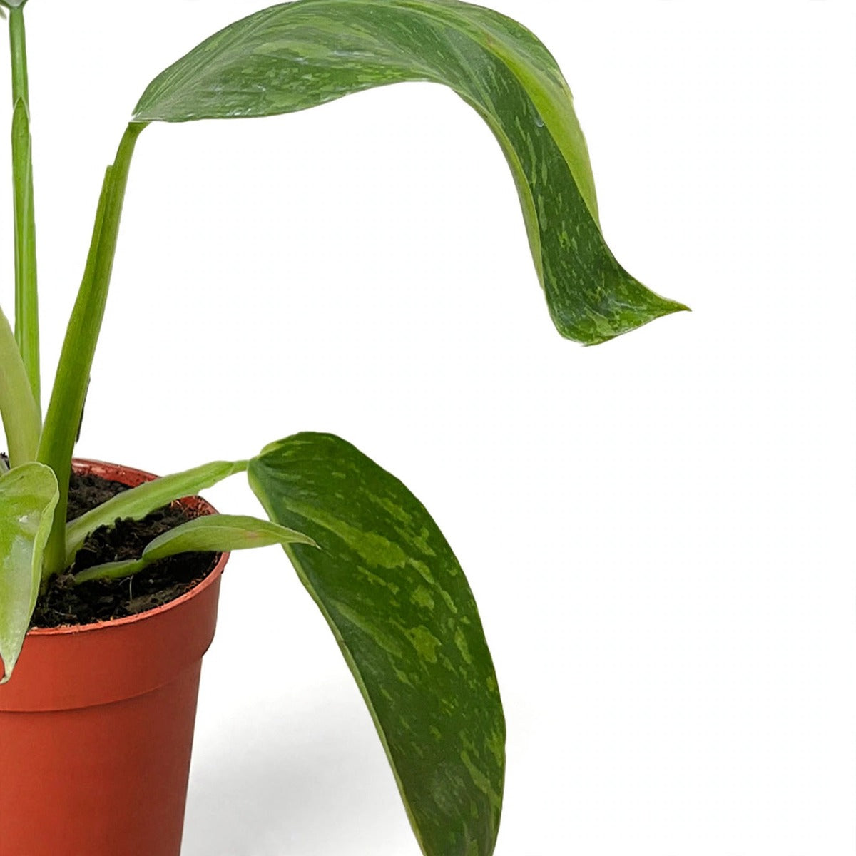Philodendron Jose Bueno plant detail