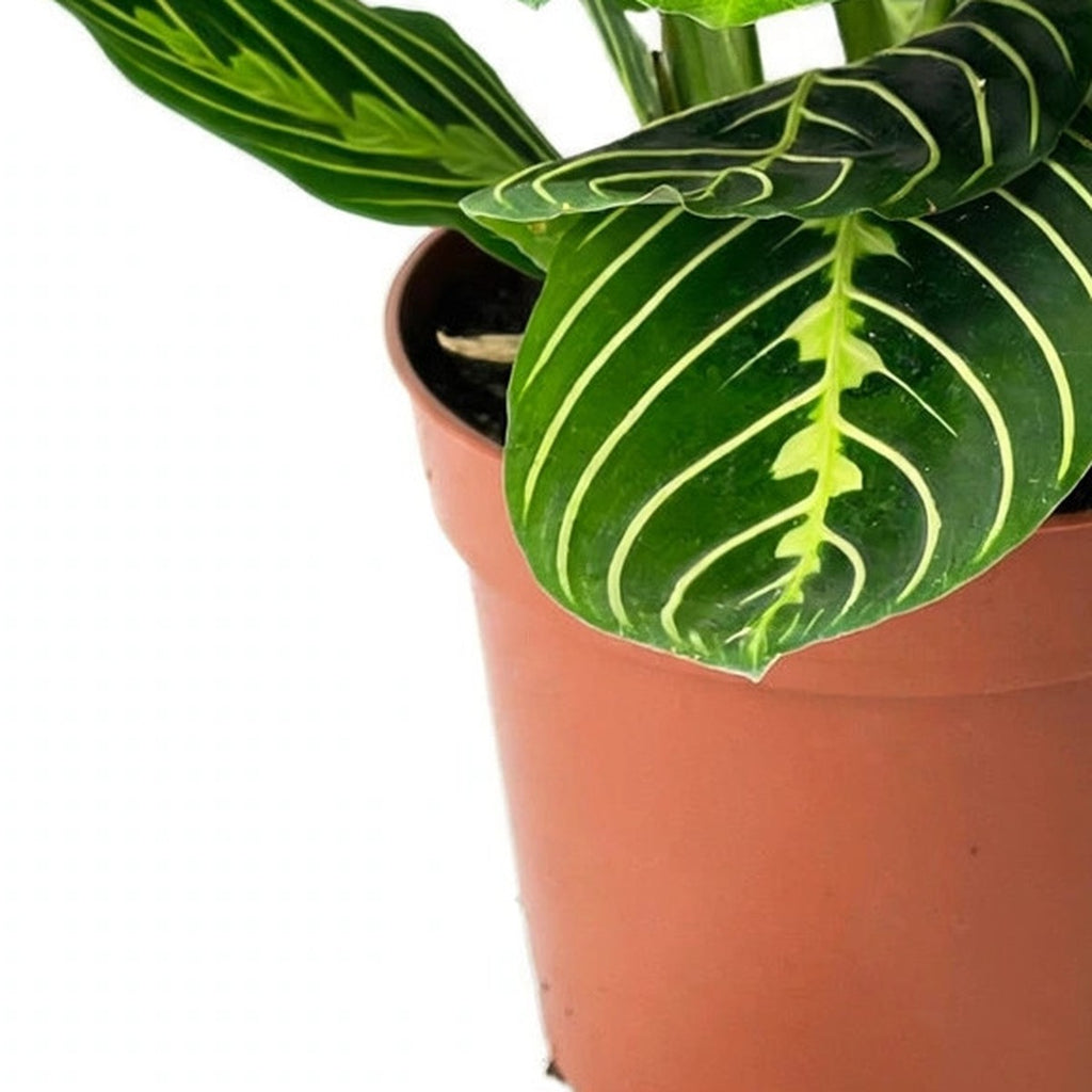 Lemon Lime Prayer Plant plant detail