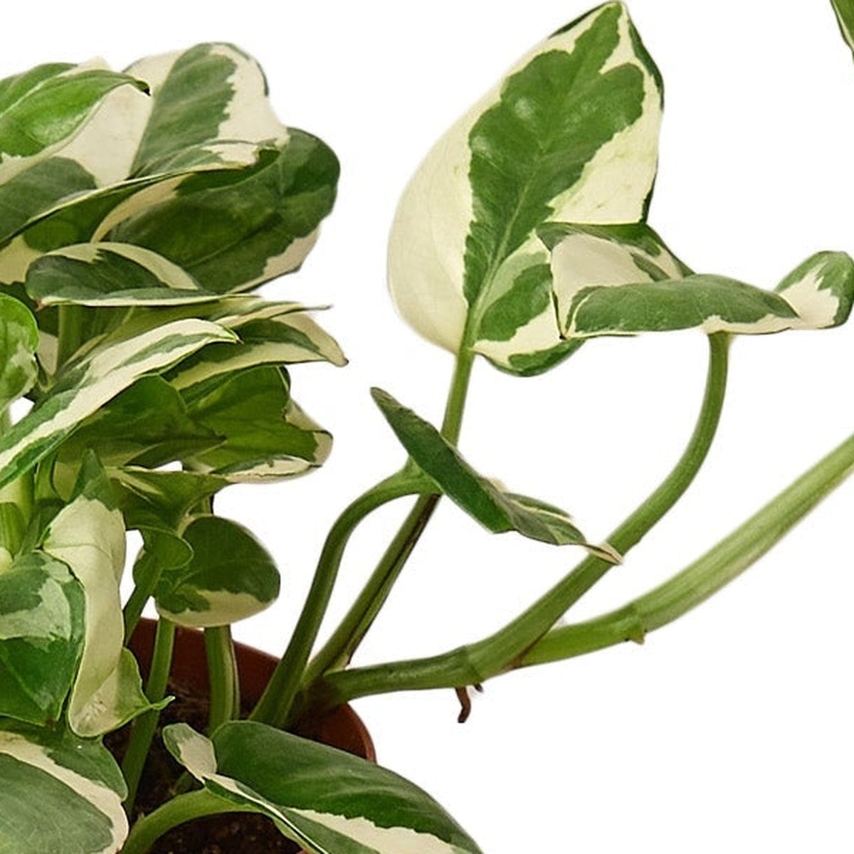 N'Joy Pothos plant detail