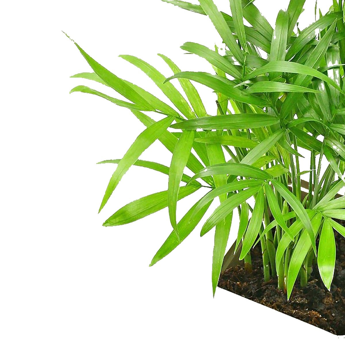 Parlor Palm plant detail