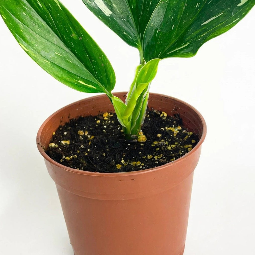 Standeleyana Albo Monstera plant detail