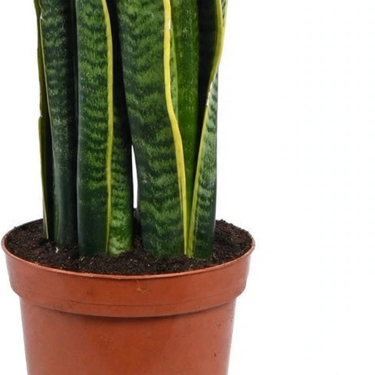 Laurentii Snake Plant plant detail