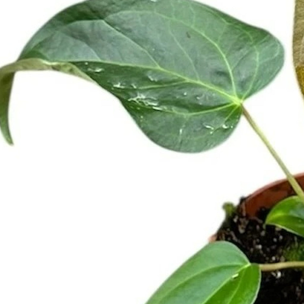 Queen of Hearts Anthurium plant detail