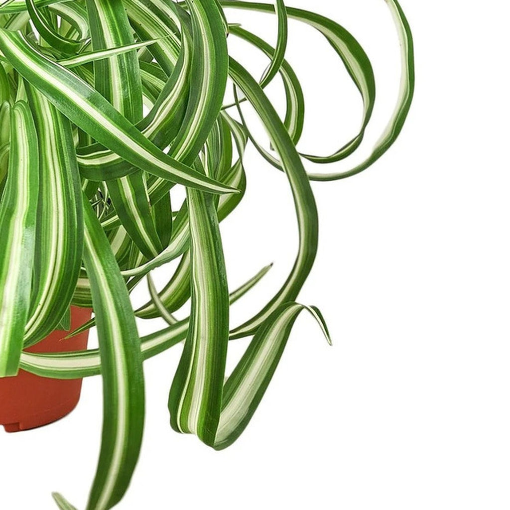 Spider Plant 'Bonnie' plant detail