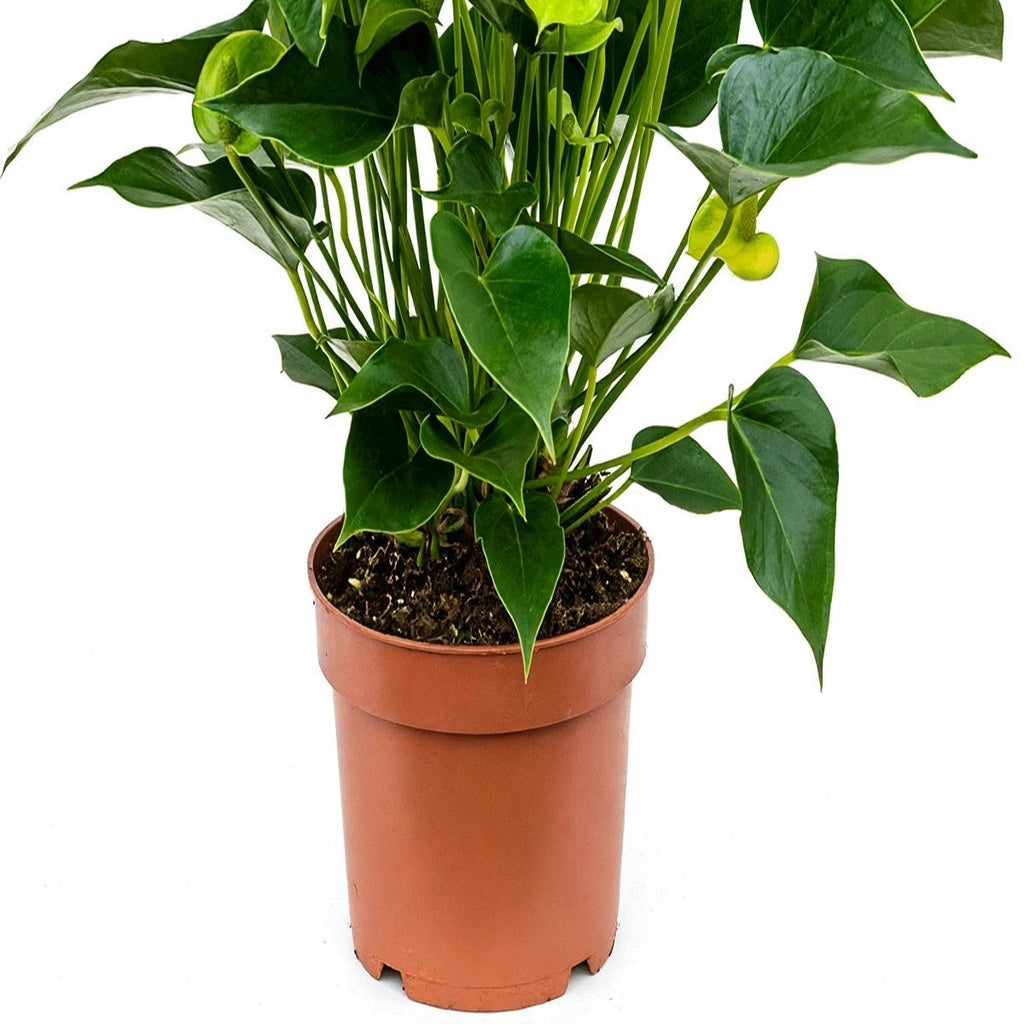 White Anthurium plant detail