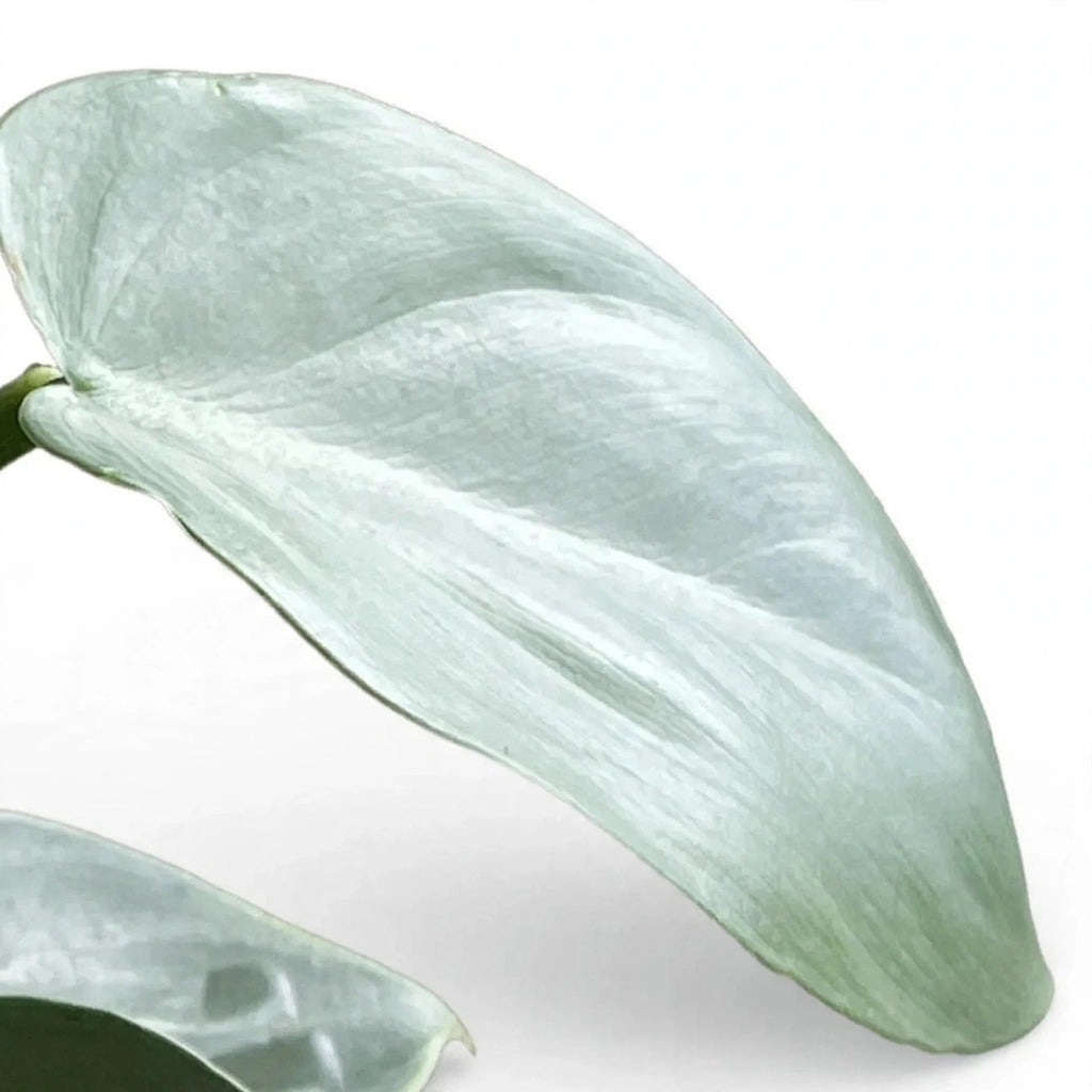 Silver Sword Philodendron plant detail