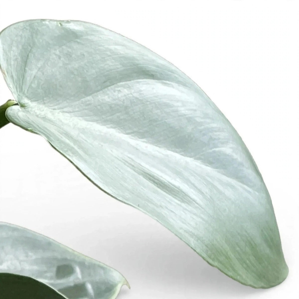 Silver Sword Philodendron plant detail