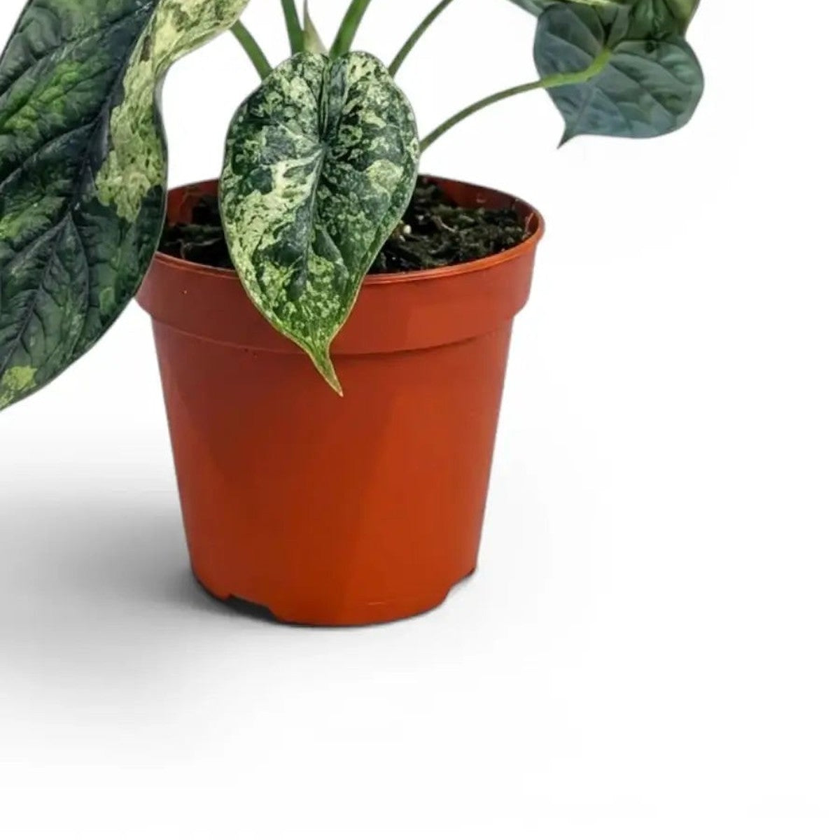 Alocasia Dragon Scale Mint plant detail
