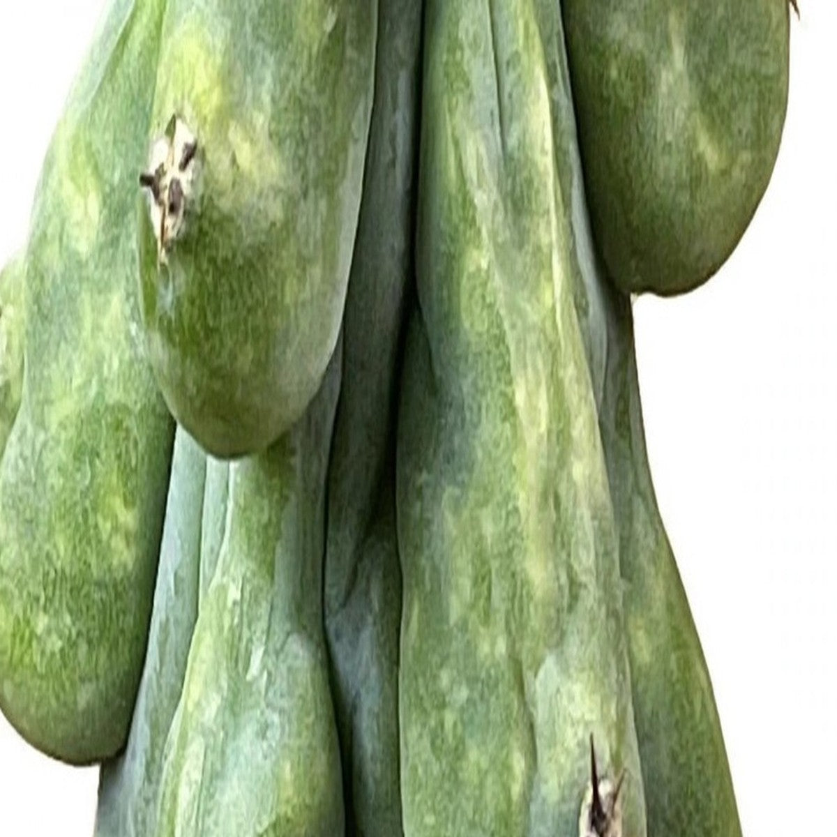 Boobie Cactus plant detail