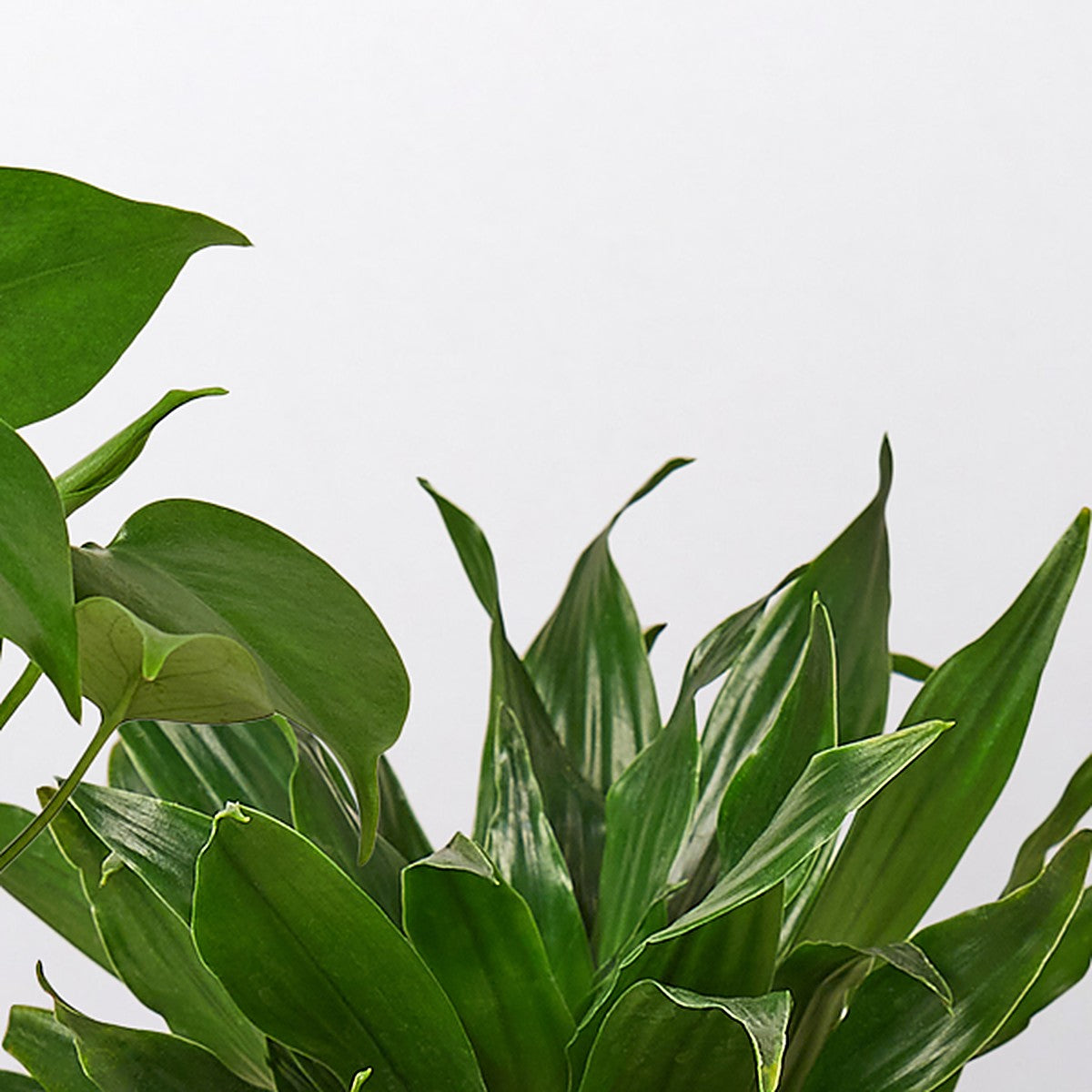 Best Selling Bundle plant detail