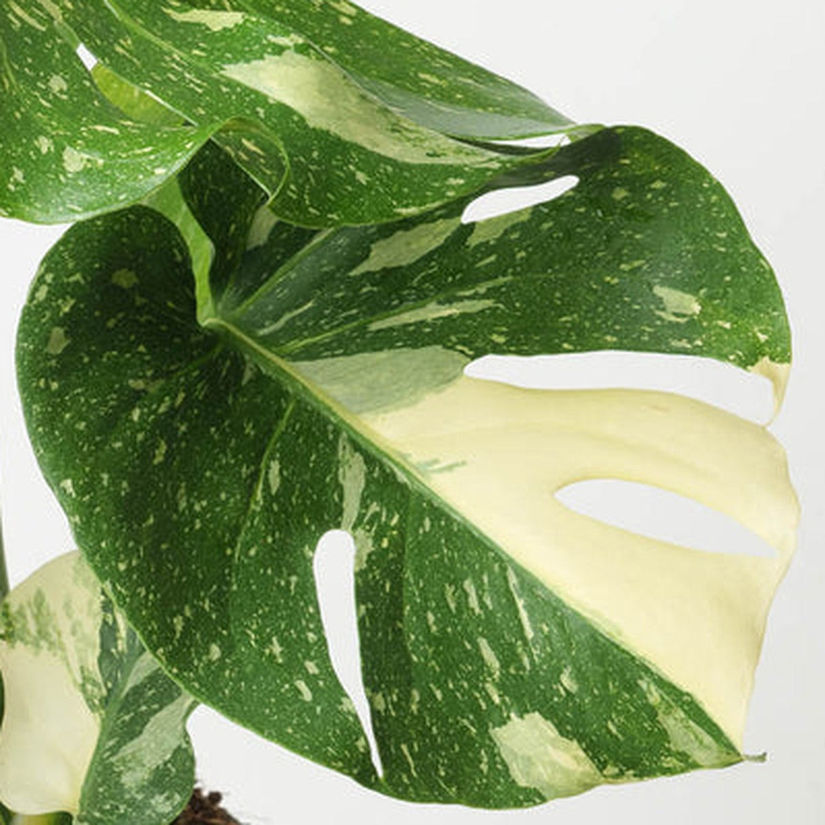 Thai Constellation Monstera plant detail
