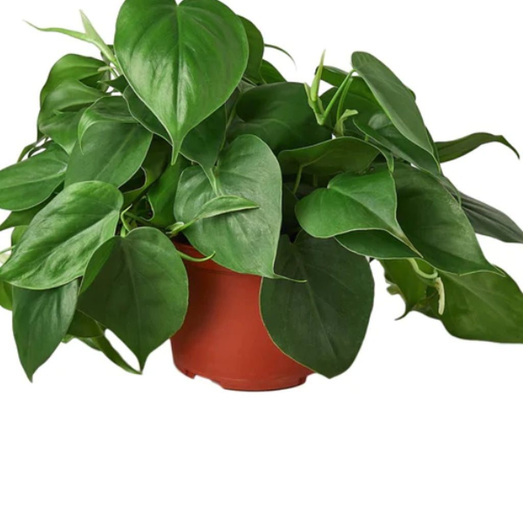 Heartleaf Philodendron plant detail