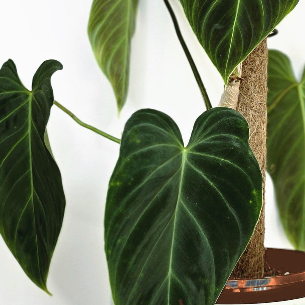Philodendron Gloriosum plant detail