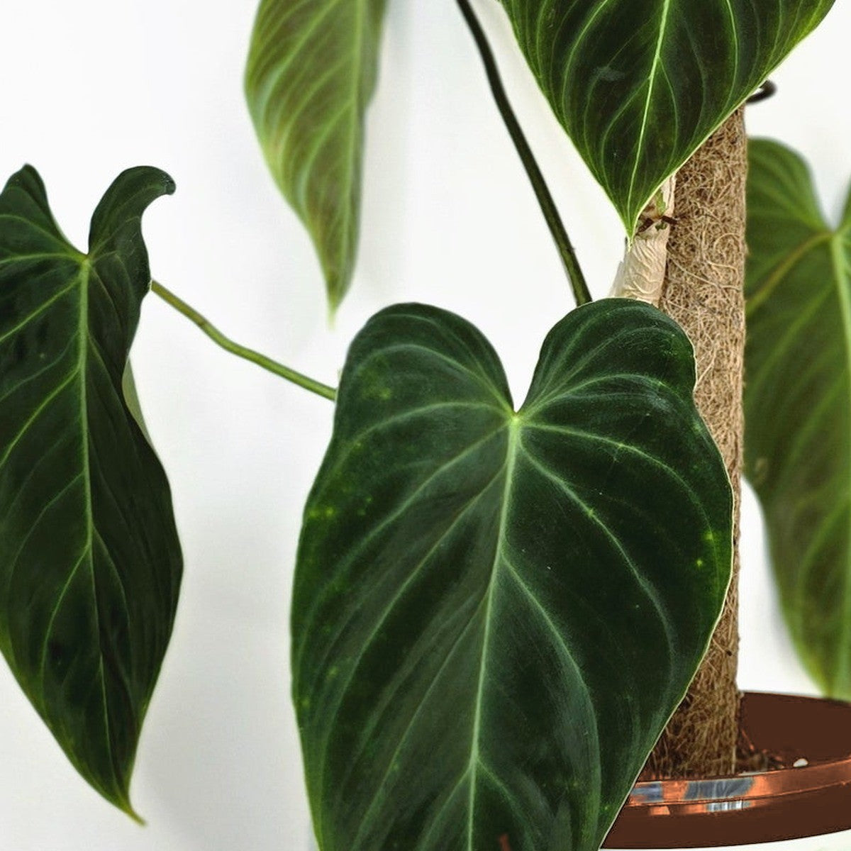 Philodendron Gloriosum plant detail