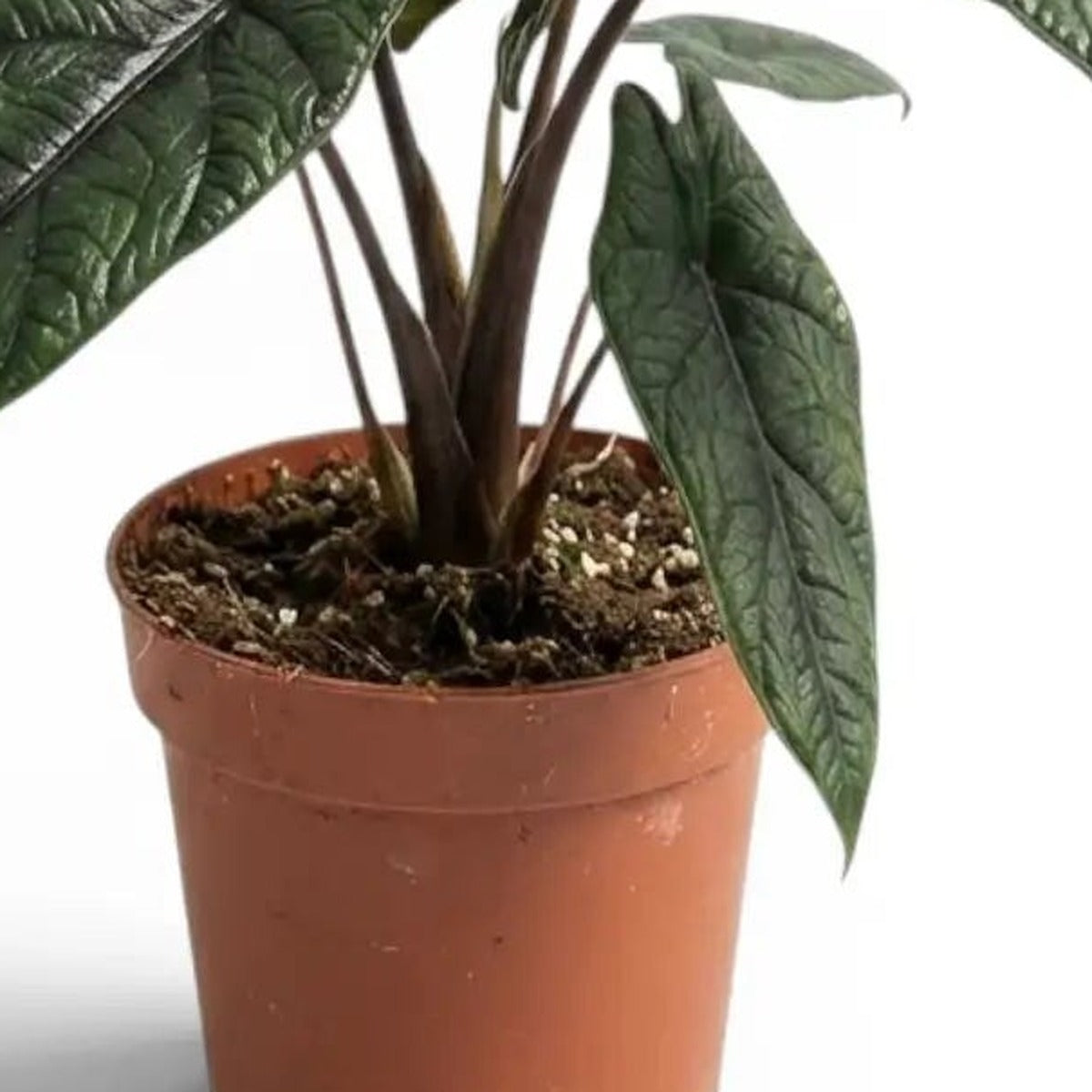 Alocasia Scalprum plant detail