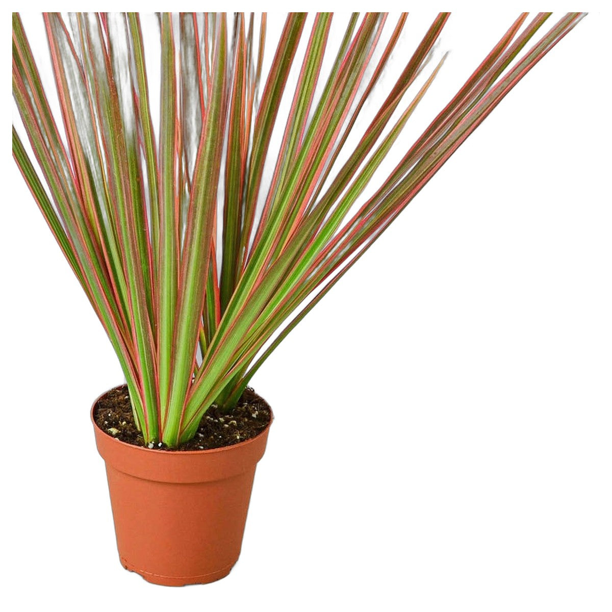 Colorama Dracaena plant detail