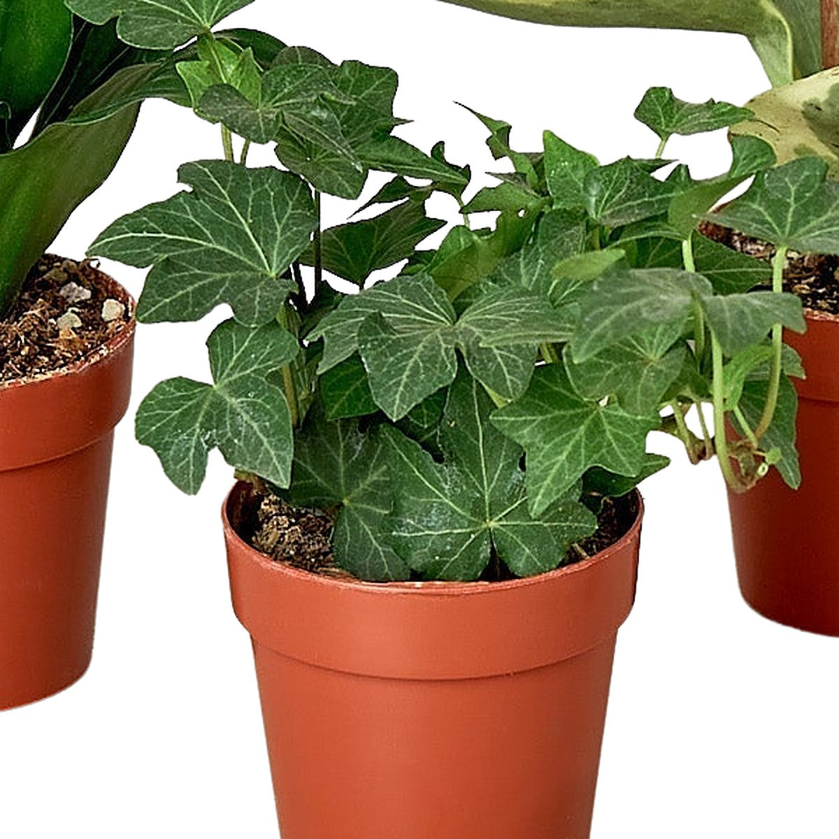 3" Tropical Bundle plant detail