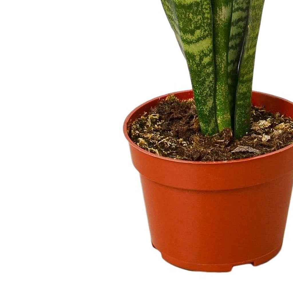 Snake Plant plant detail