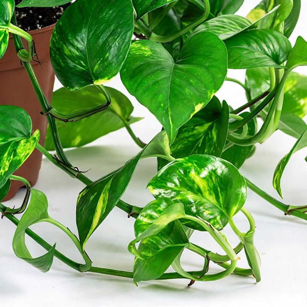 Golden Pothos plant detail