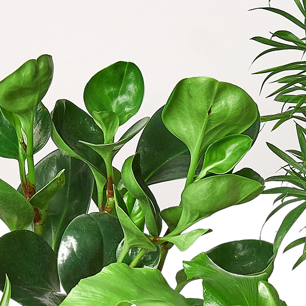 Pet Friendly Bundle plant detail
