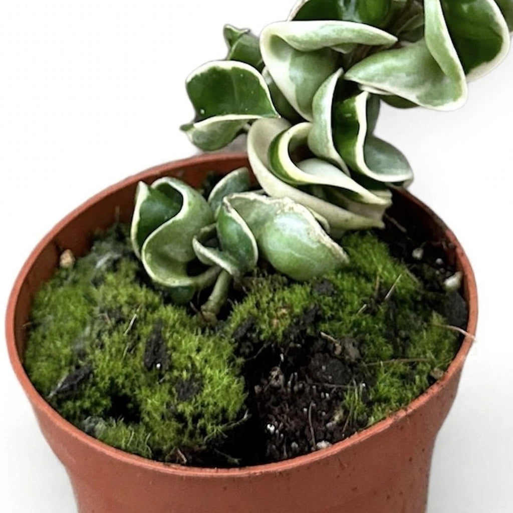 Variegated Hoya Rope Plant plant detail